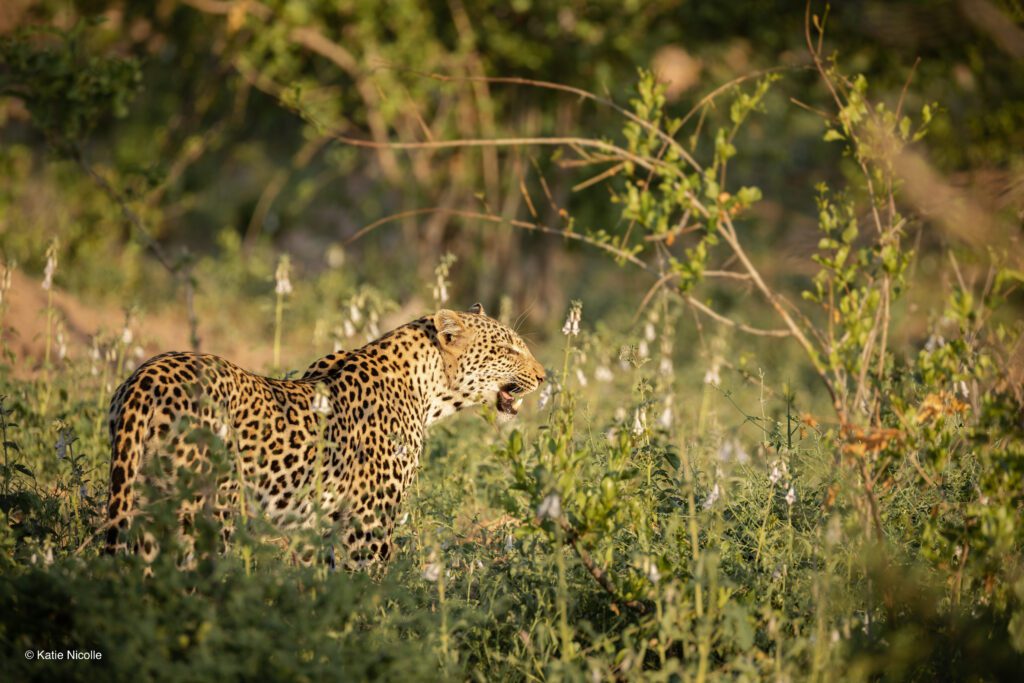 Kingfisher Creek- Leopard in Game Reserve